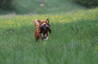 toller-ruede-jesper-ente